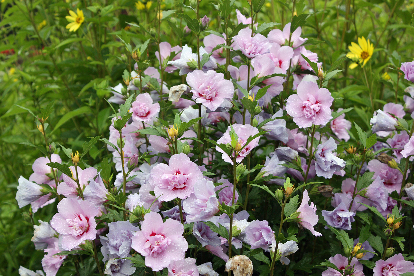 Hibiskus - Hibiscus für den Garten | Native Plants