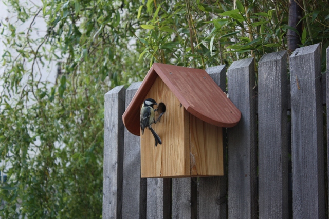Blaumeise an unserem Vogelhaus aus Lärchenholz
