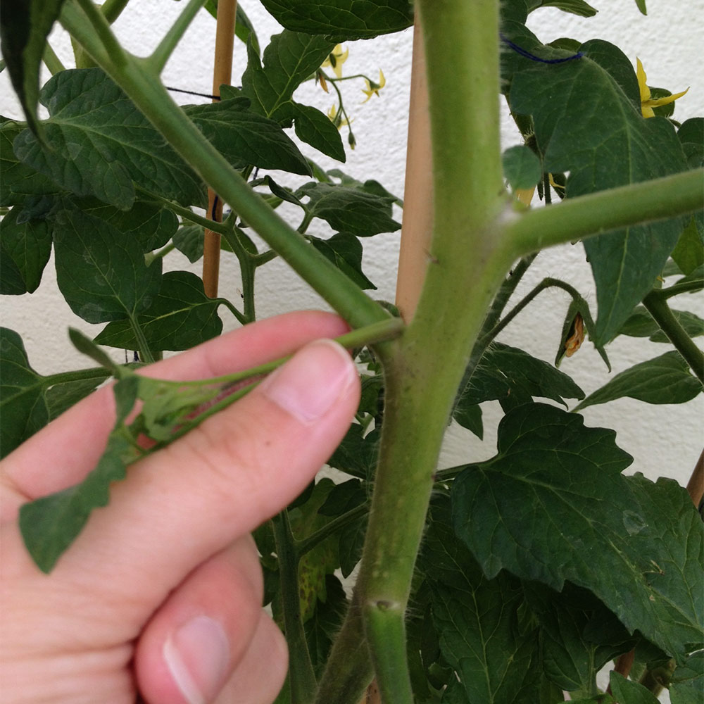  Das Ausgeizen der neuen Triebe in den Blattachseln stärkt die Tomatenpflanze und fördert die Fruchtausbildung 