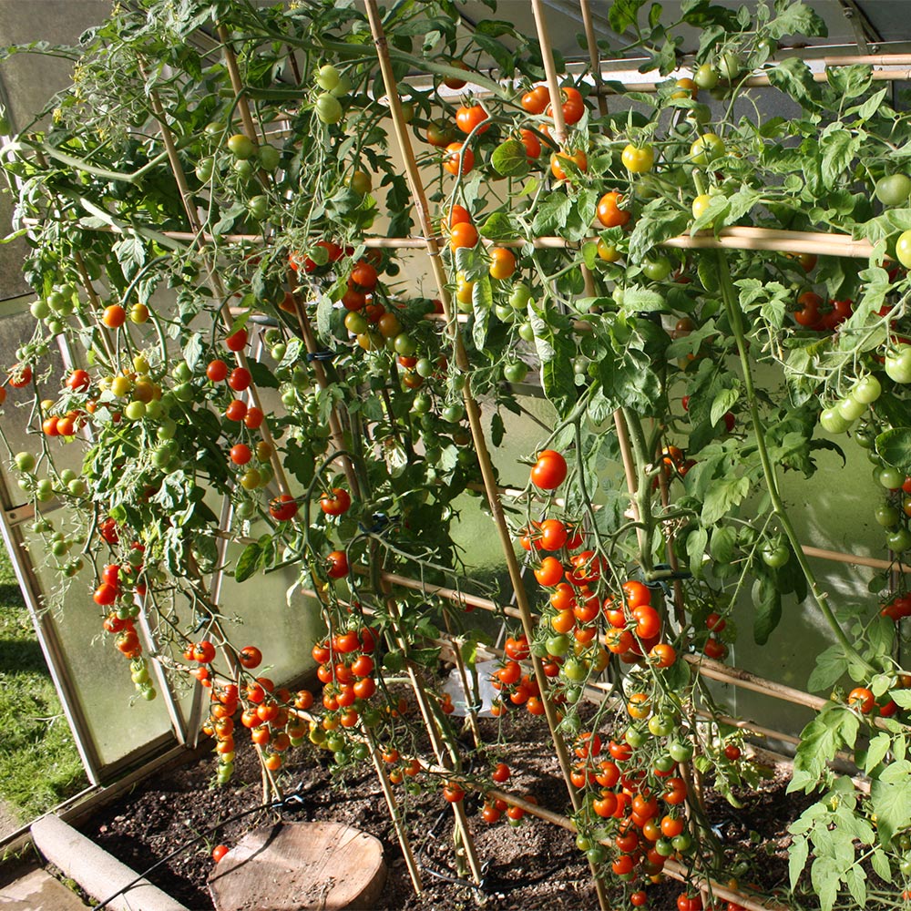 Tomatenpflanzen an Rankgitter aus Bambusstäben selbst ziehen