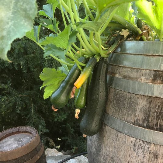 zucchini im barikfass
