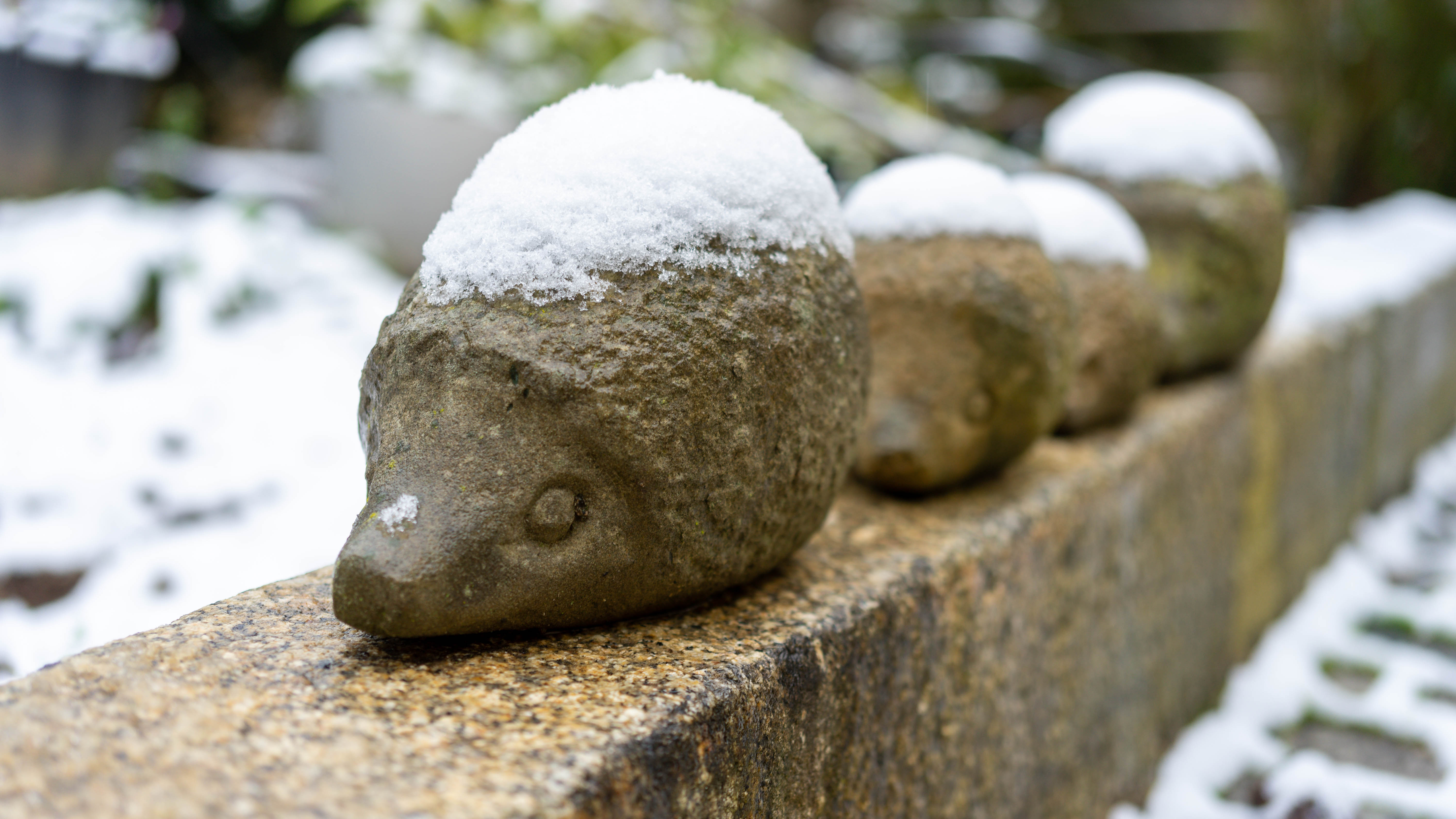 Ohje – Igelspuren im Schnee!