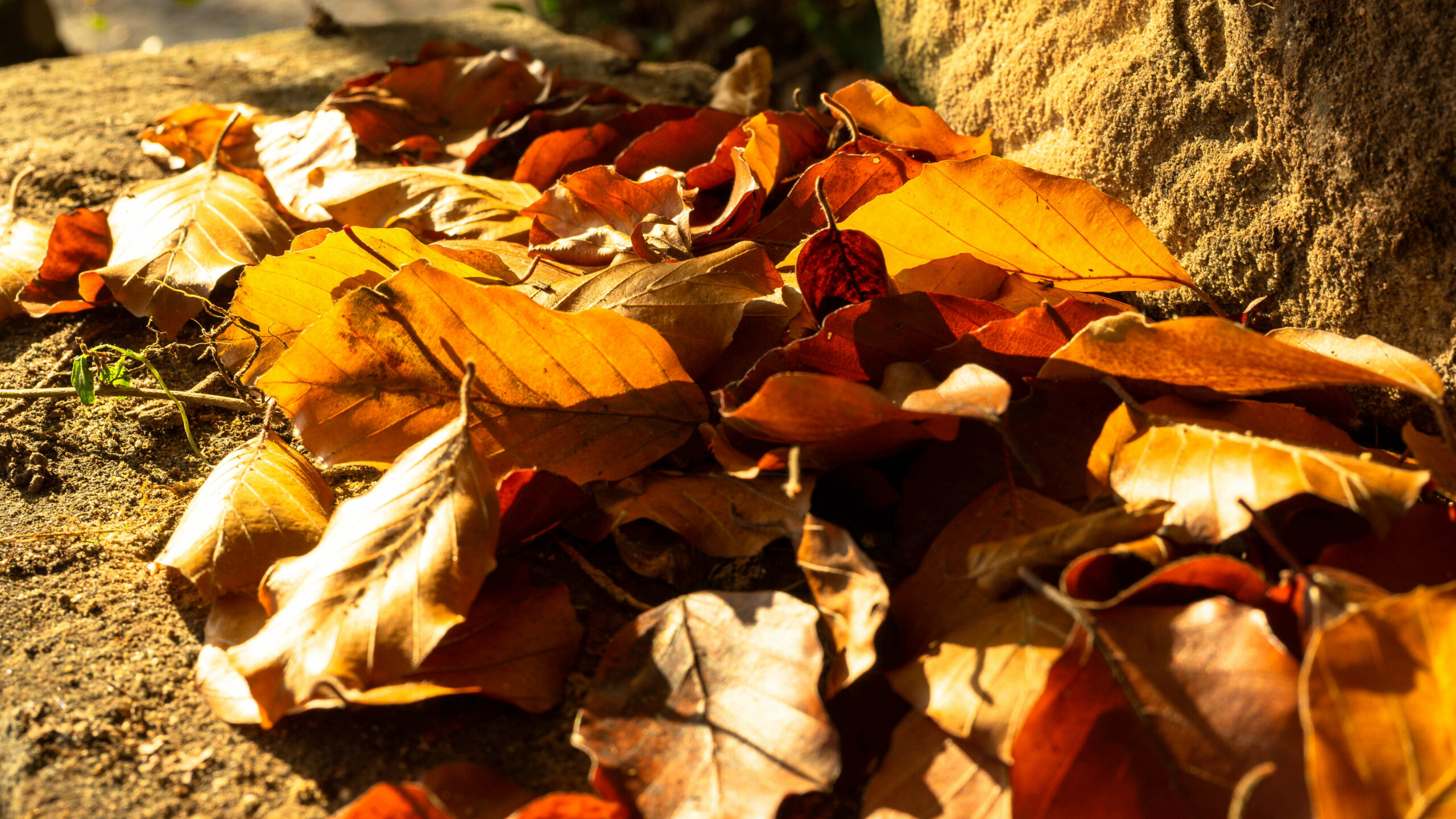 Goldener Herbst: Kreative Wege zur Laubverwertung in Ihrem Garten
