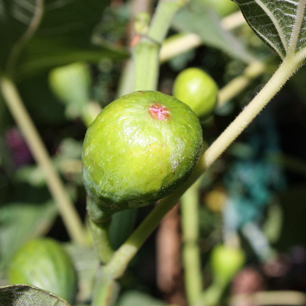 Feige 'Brown Turkey'