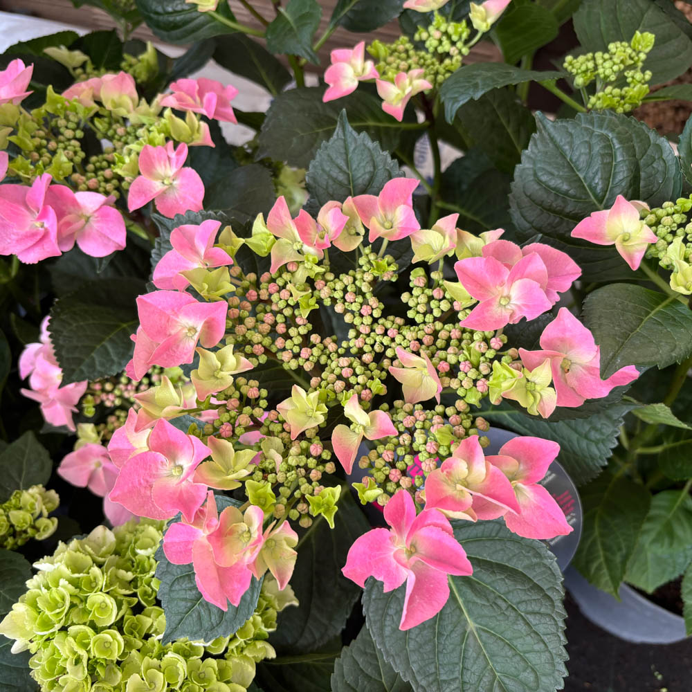 Bauernhortensie 'Frisbee ® Pink'
