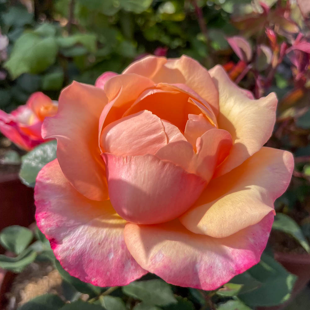 Edelrose 'Saloon' ®