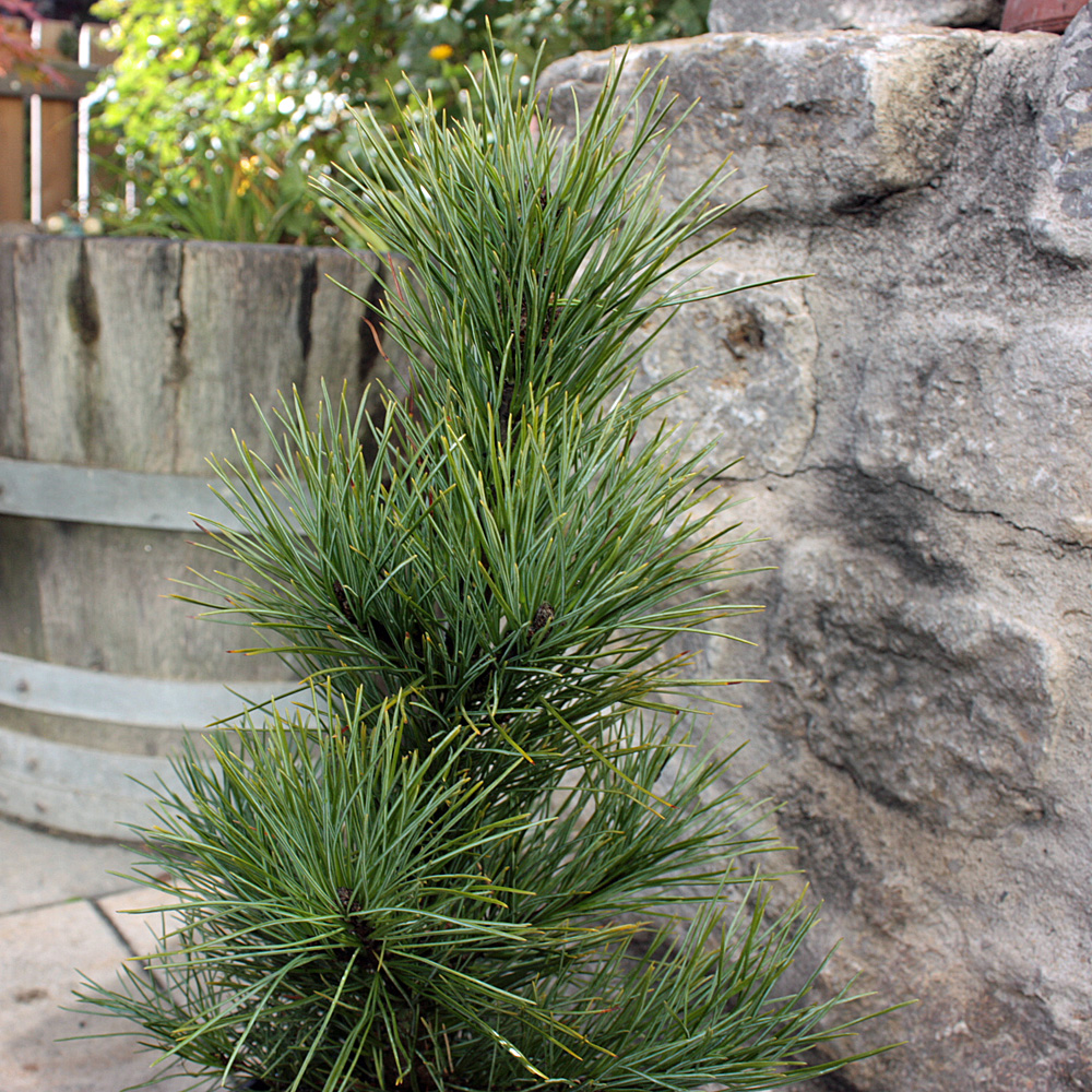 Zirbelkiefer, Kiefer, Pinus, immergrün