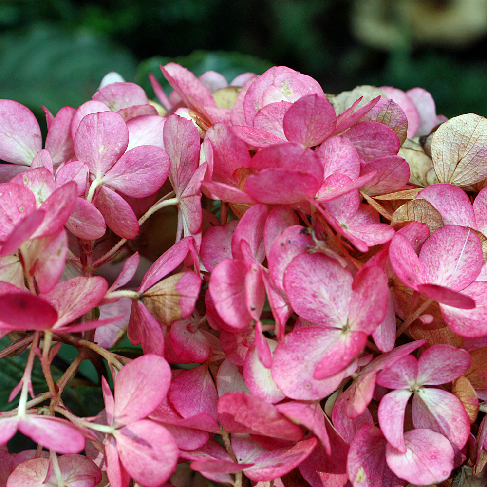 Hortensie Wims Red, Hydrangea, Rispenhortensie, Zierstrauch