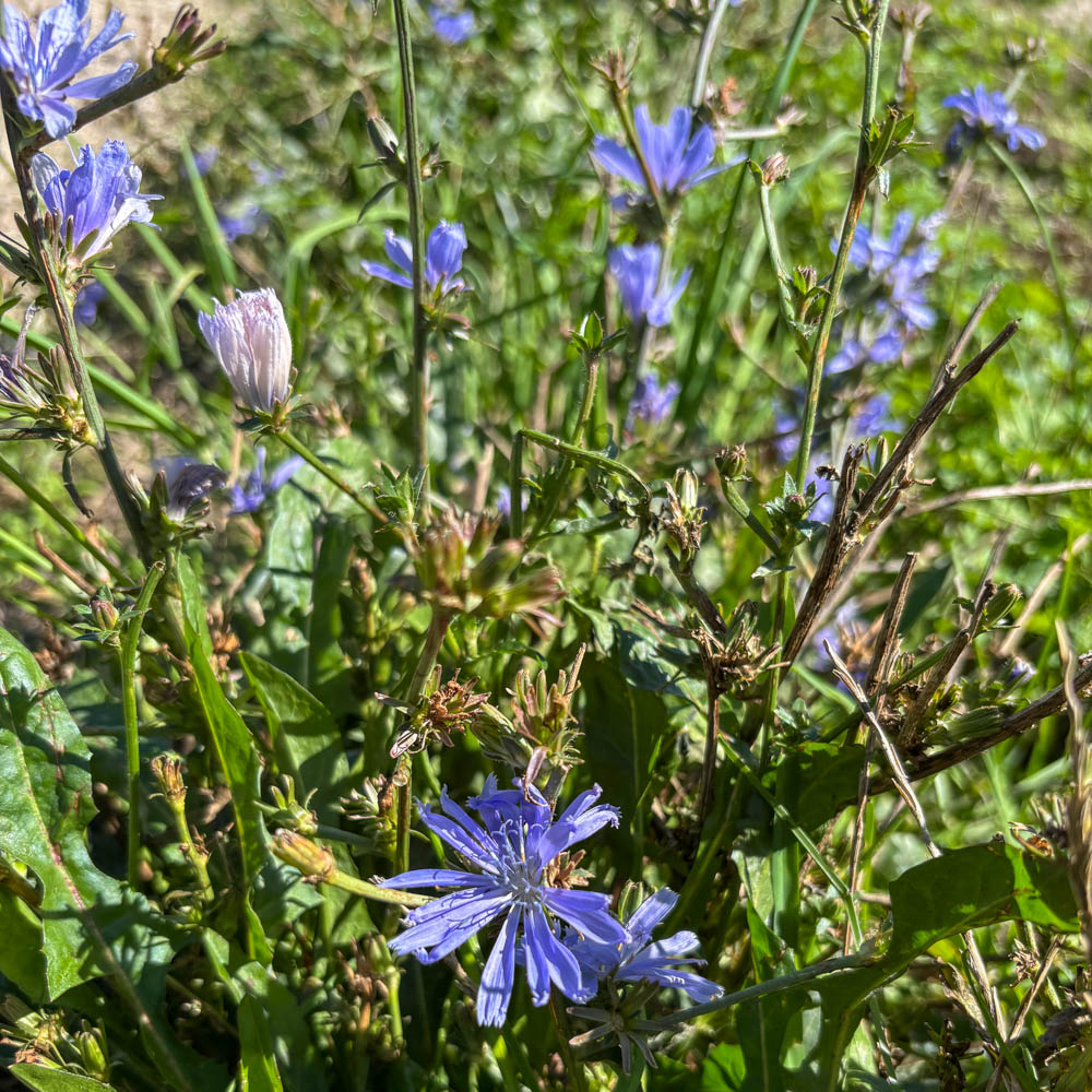 Wegwarte