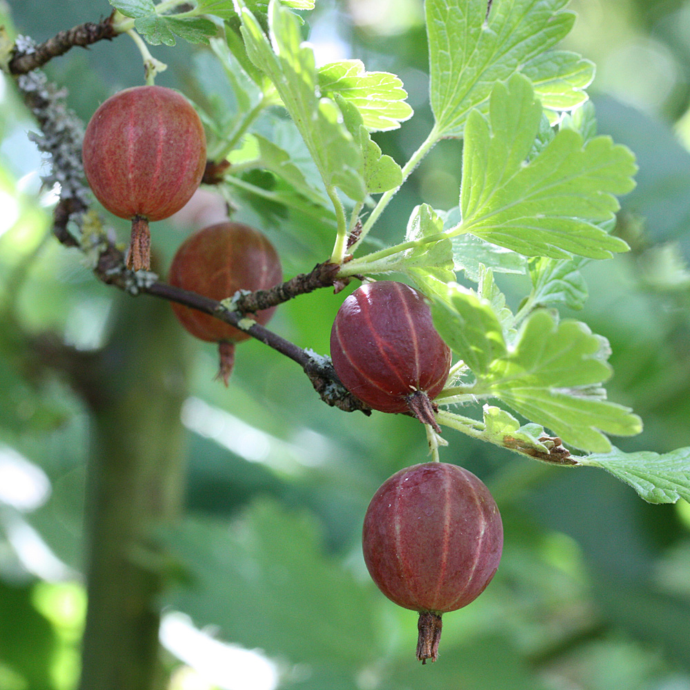 Stämmchen Stachelbeere 'Larell'