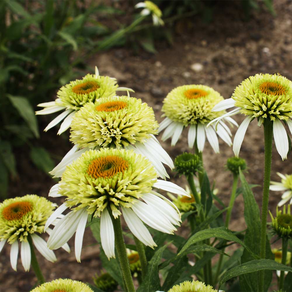 Sonnenhut 'Coconut Lime' ®