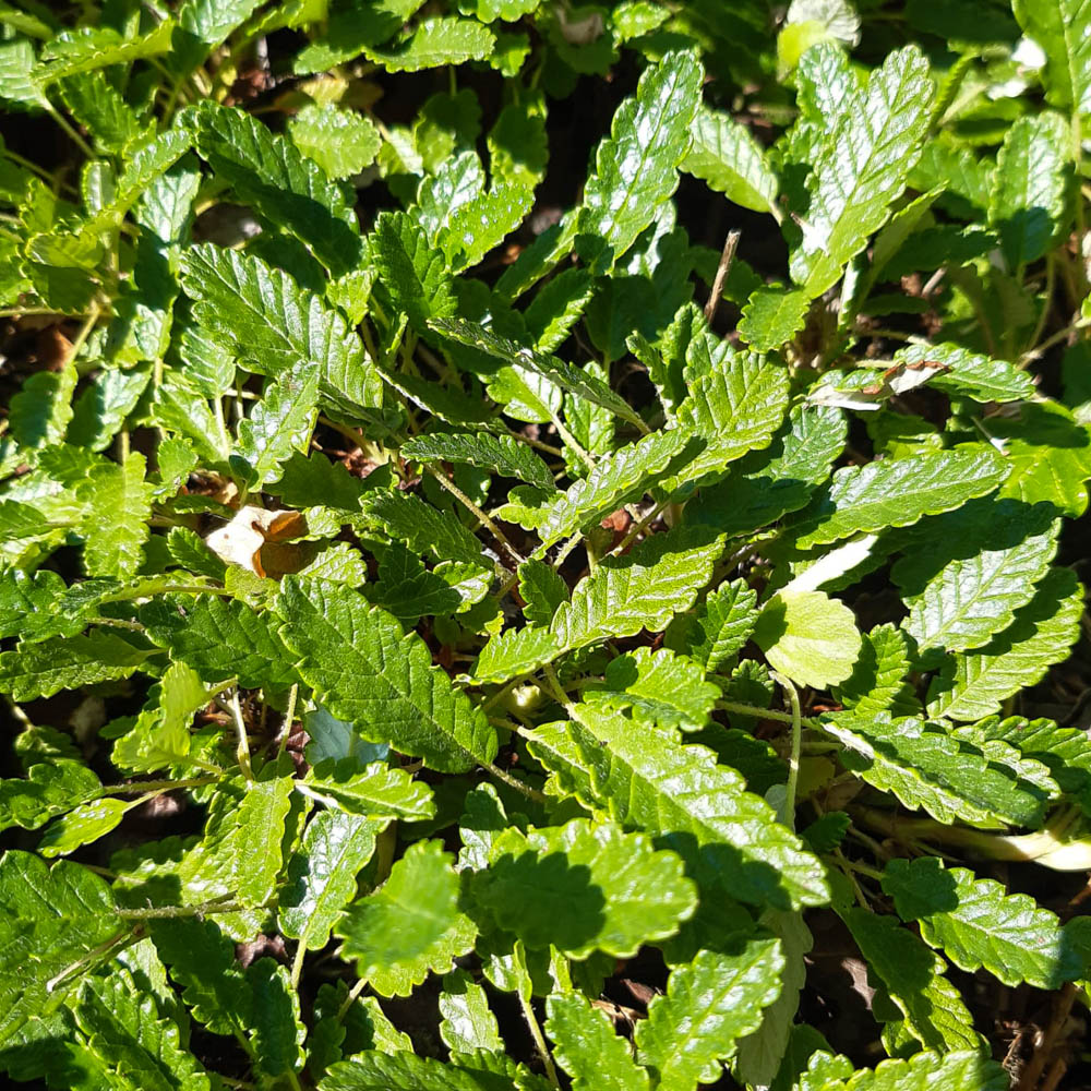 Garten Silberwurz