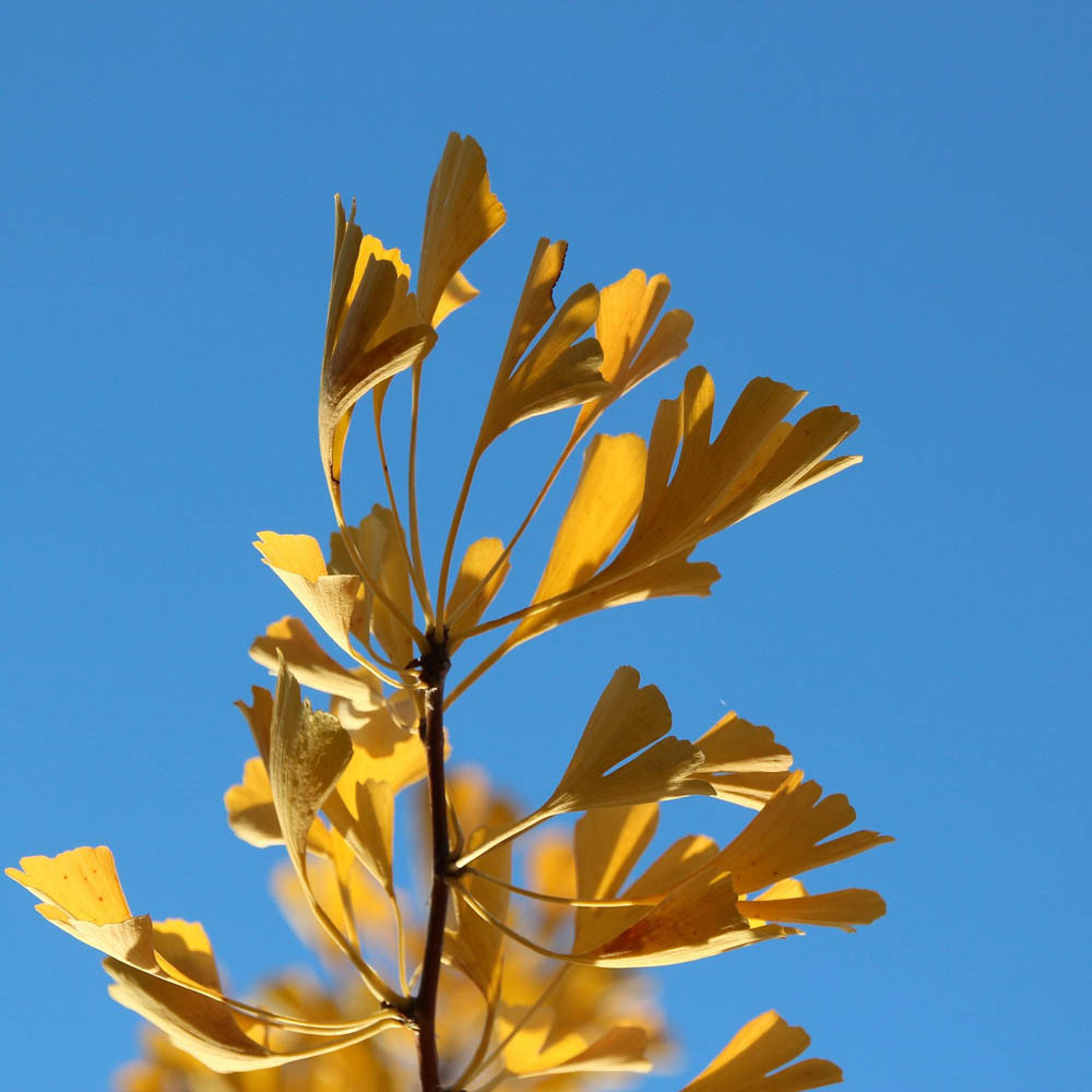 Fächerblattbaum 'Saratoga'
