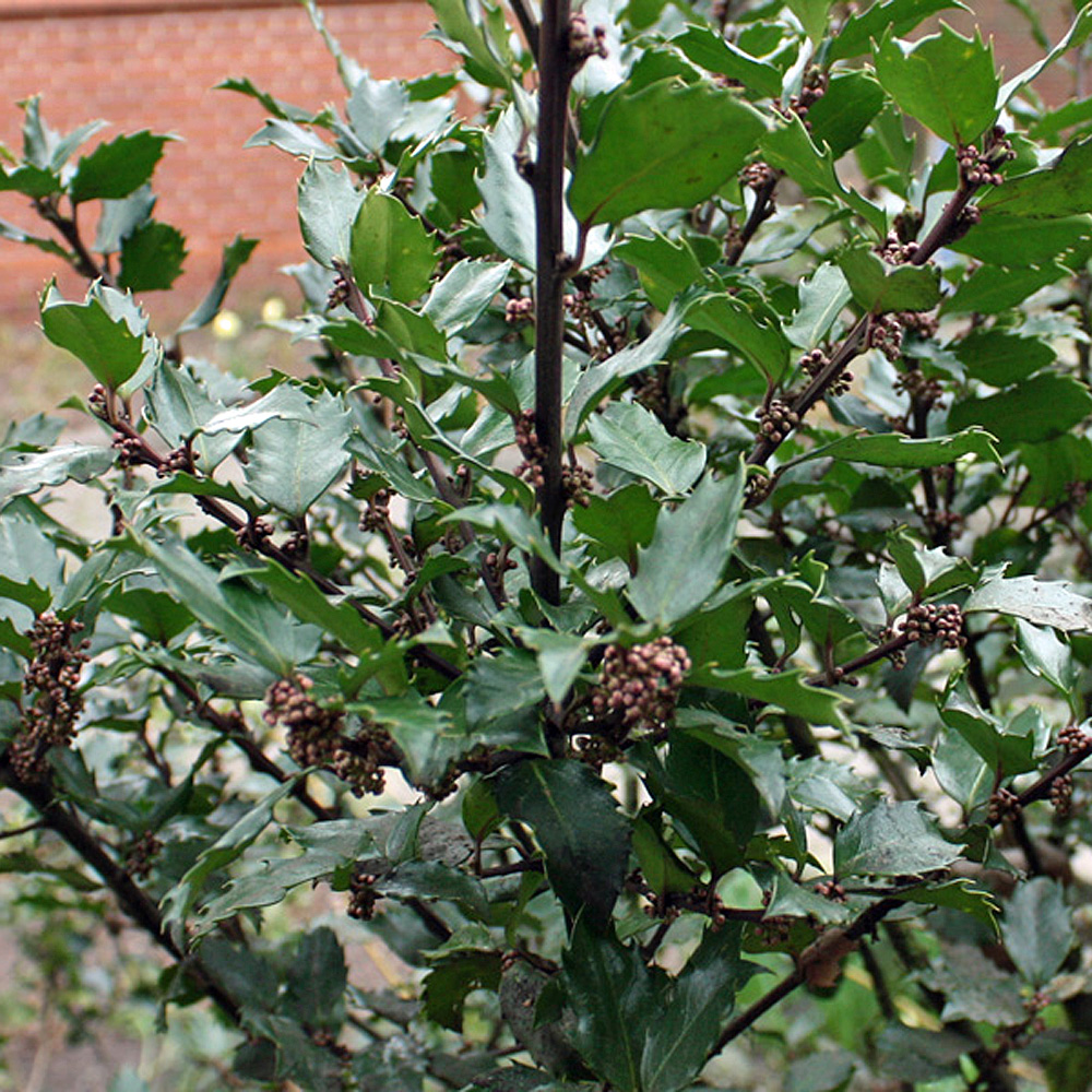 Ilex, Heckenfee, Vogelnährgehölz