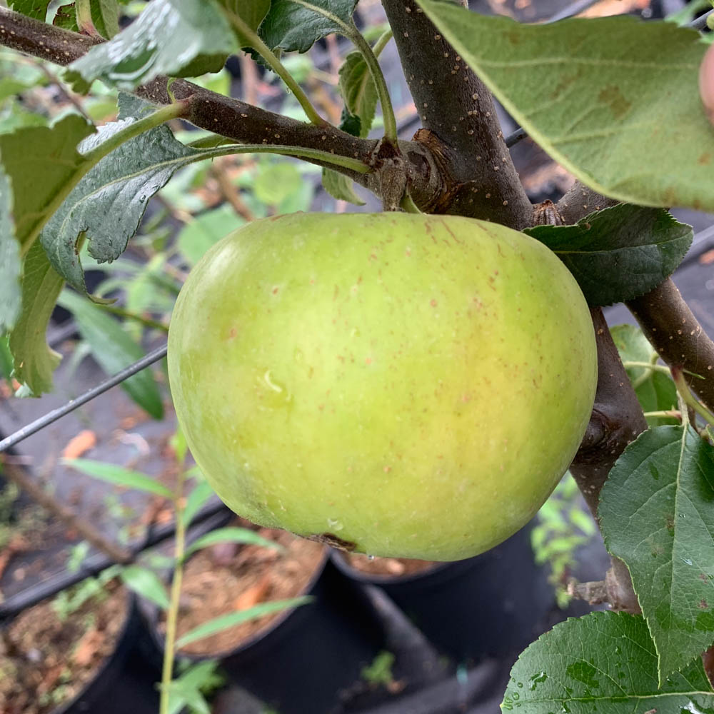 Apfel 'Riesenboiken'