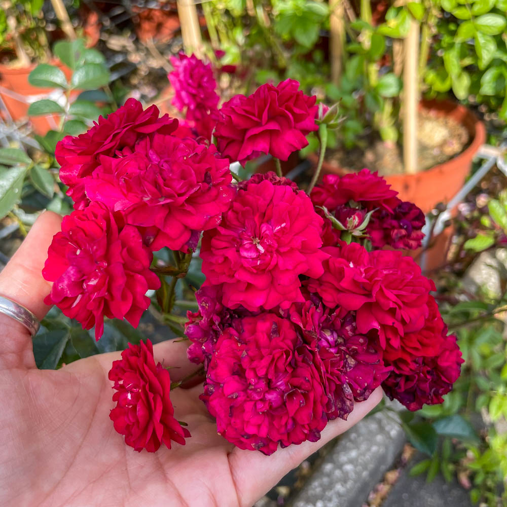Kletterrose 'Momo'®