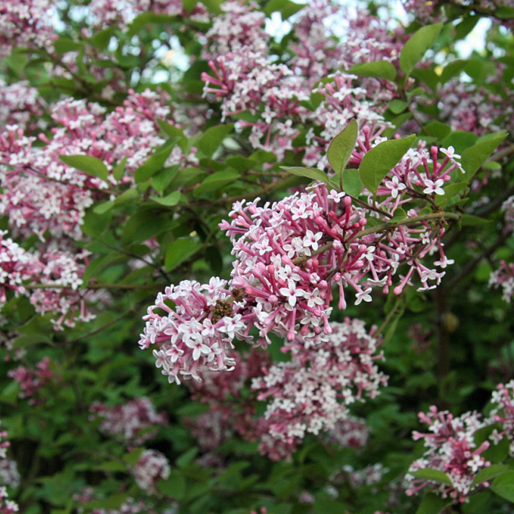 Herbstflieder Superba, Flieder, Syringa, Blütengehölz