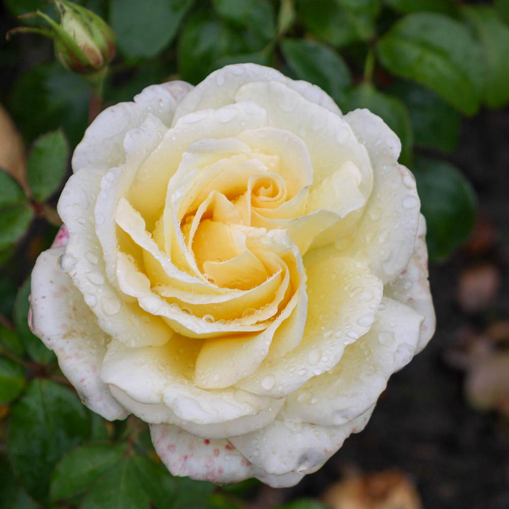 Edelrose 'Ambiente' ®