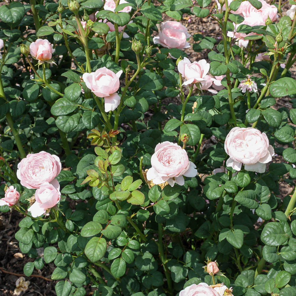 Englische Strauchrose 'Queen of Sweden' ®