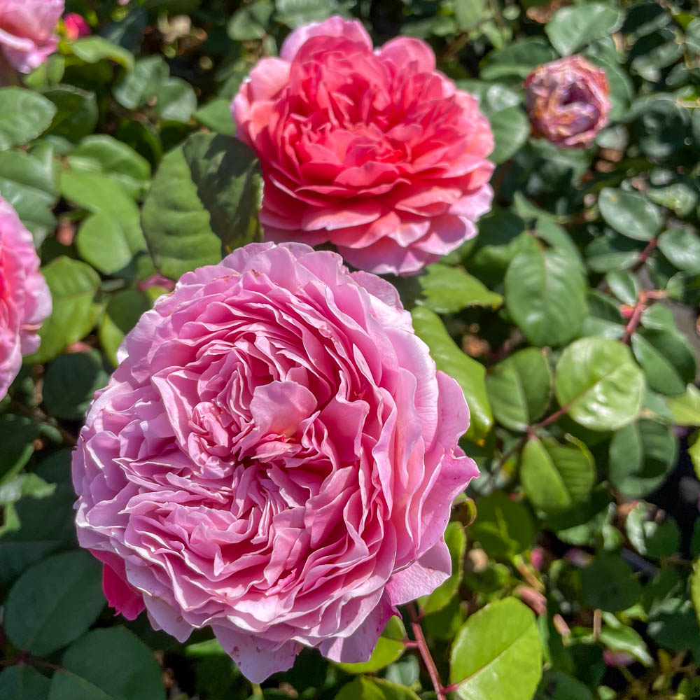 Edelrose 'Eisvogel' ®