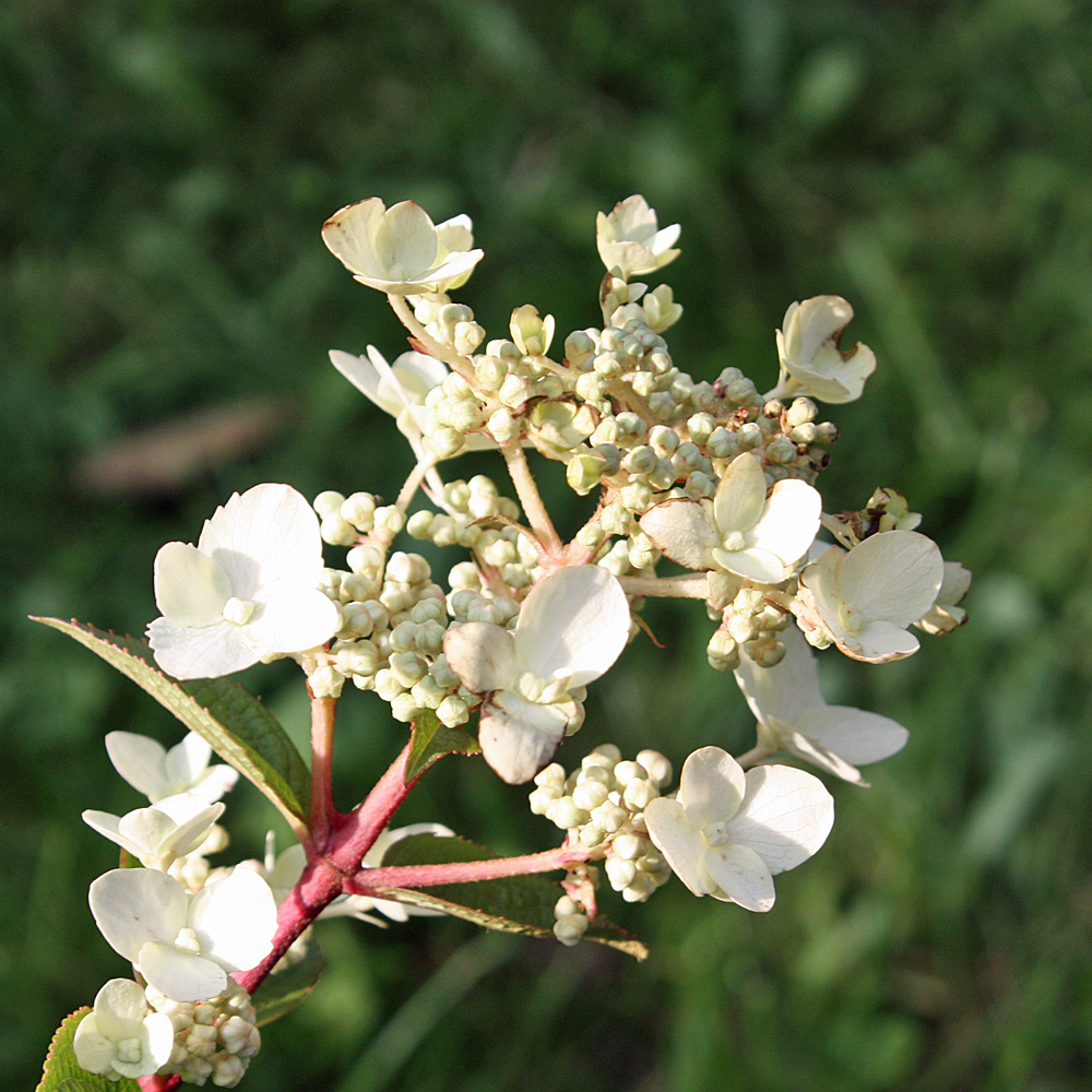 Hortensie, Hydrangea, Blütenstrauch
