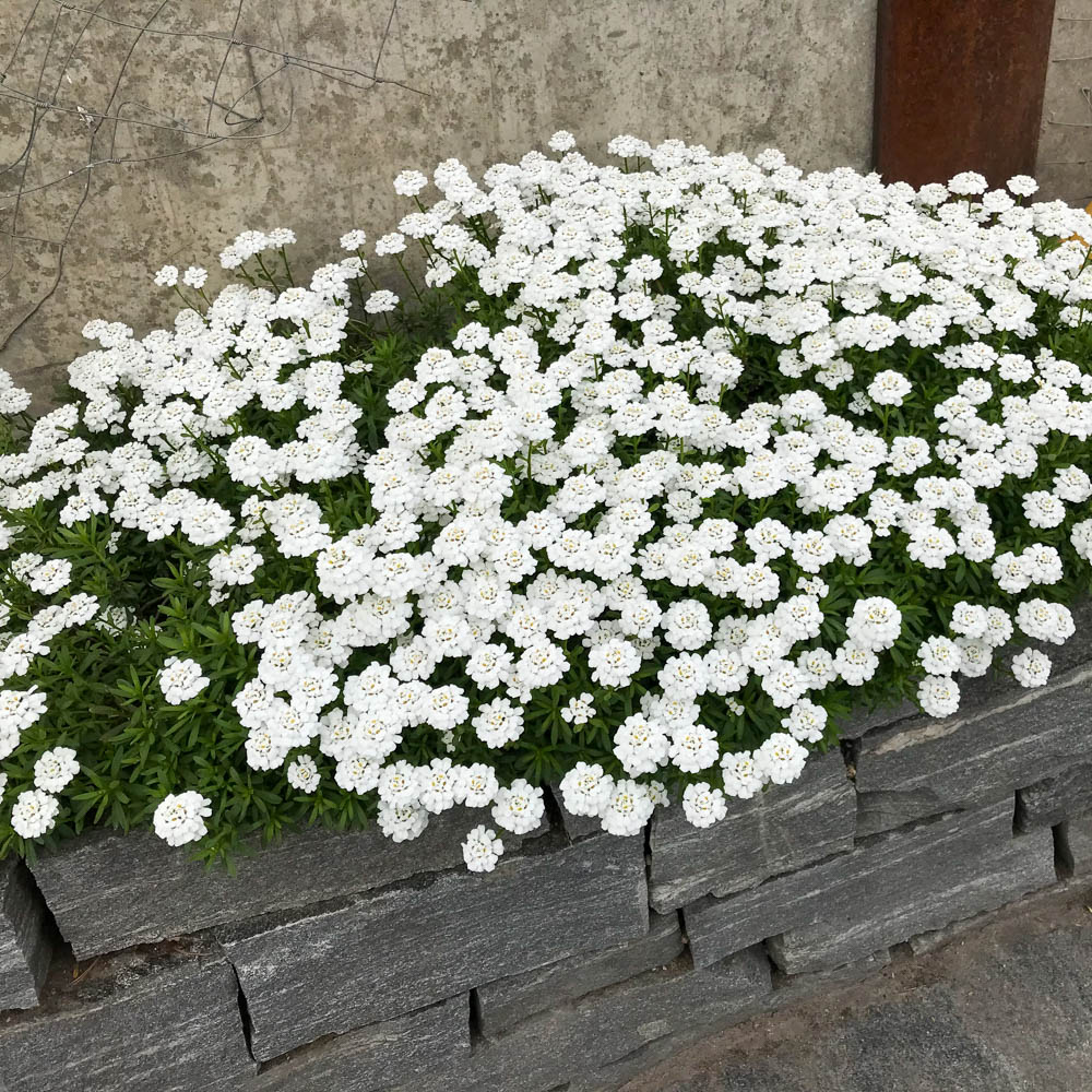 Schleifenblume 'Fischbeck'