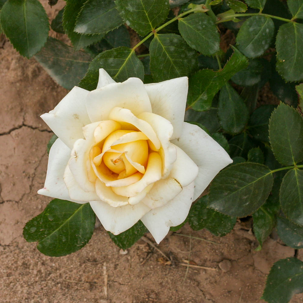 Edelrose 'Ambiente' ®