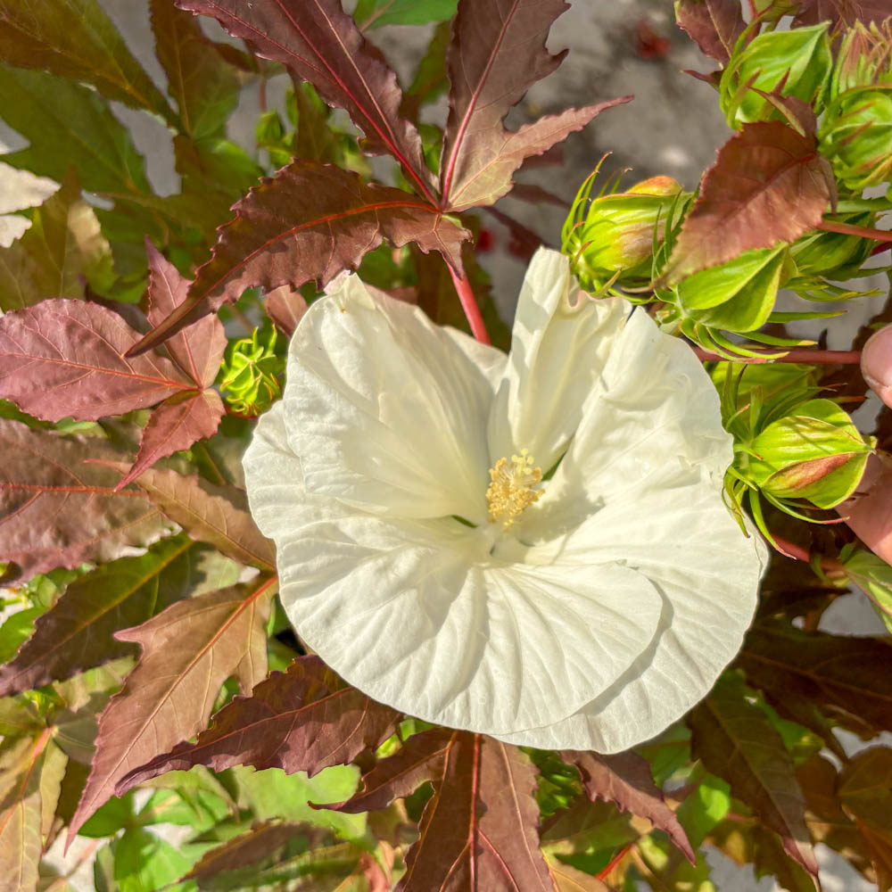 Riesenhibiskus 'Summerific' Cookies and Cream' ®