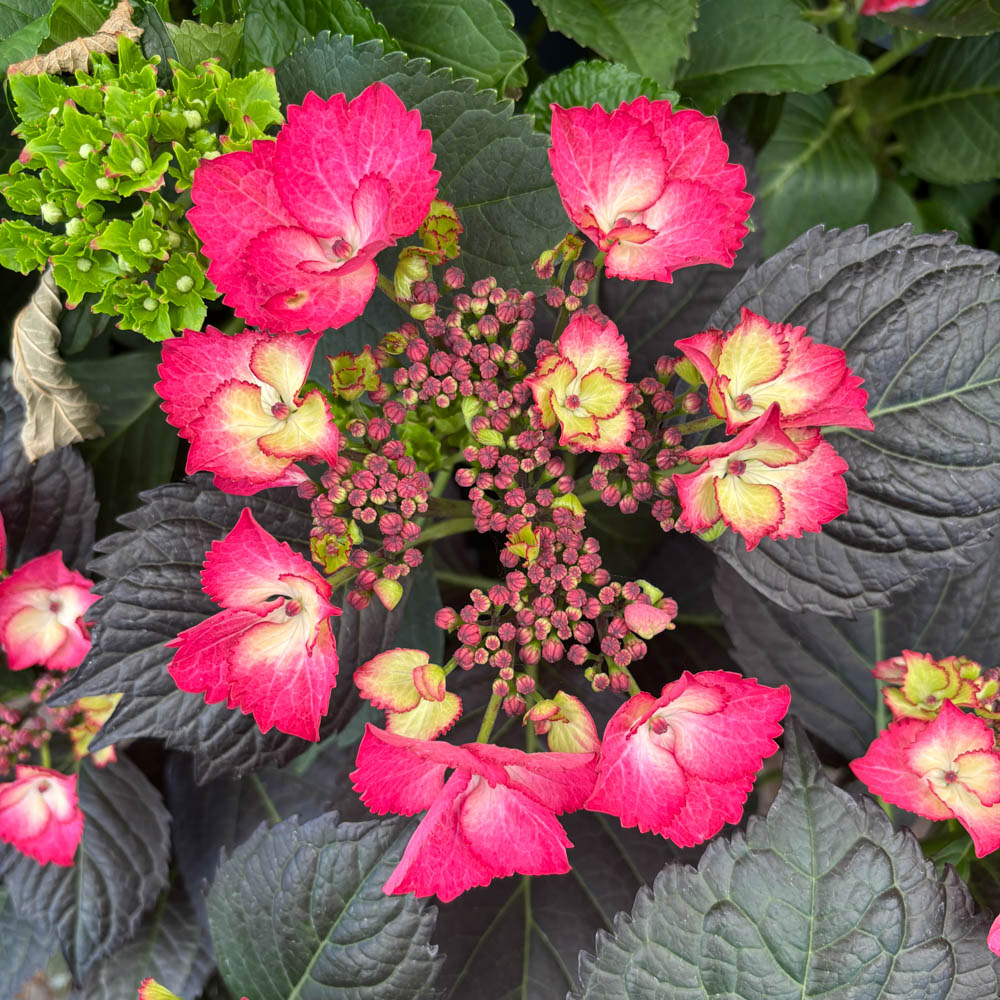 Tellerhortensie 'Daredevil' ®