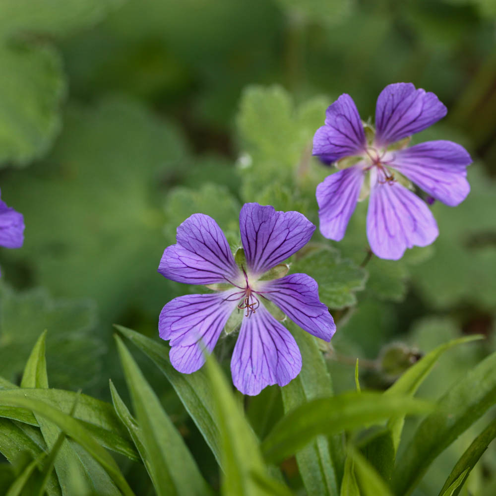 Kaukasus Storchschnabel 'Philippe Vapelle'