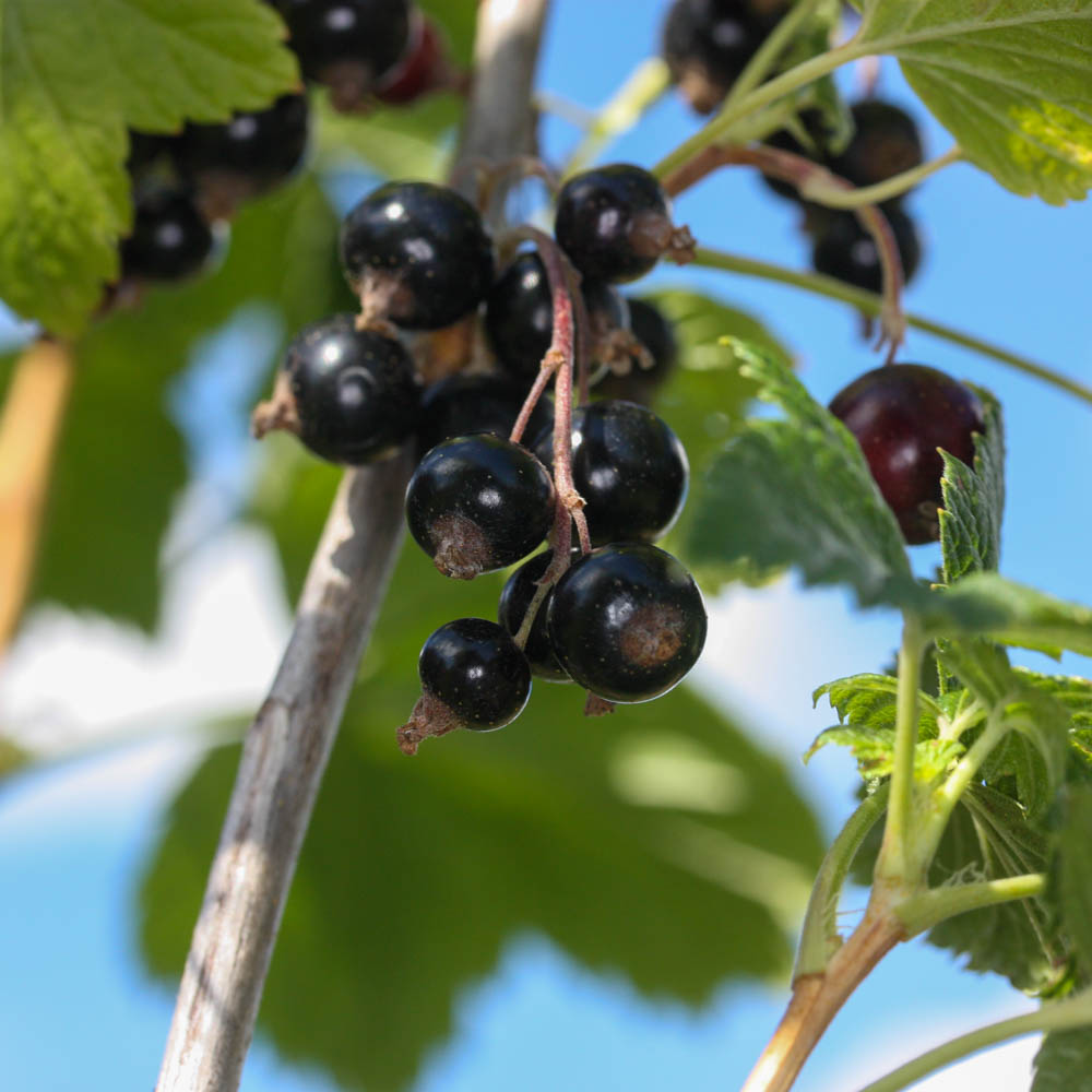Schwarze Johannisbeere 'Intercontinental'