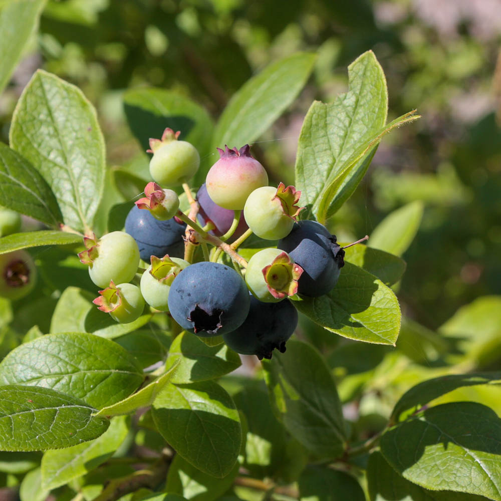 Heidelbeere 'Bluegold'