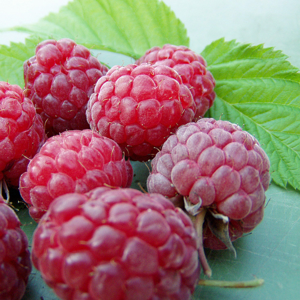 Herbsthimbeere 'Pokusa' ®