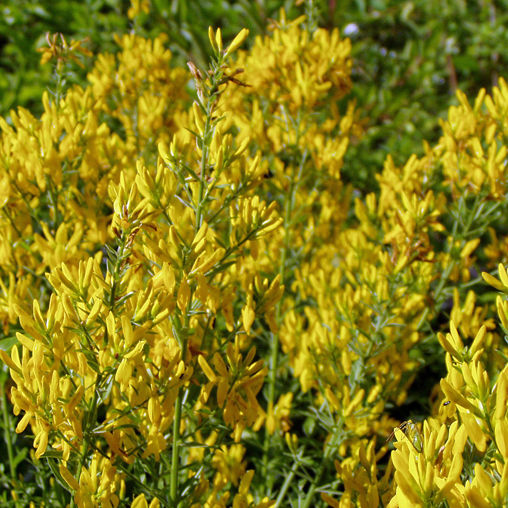 Färberginster Royal Gold, Genista, Blütengehölz