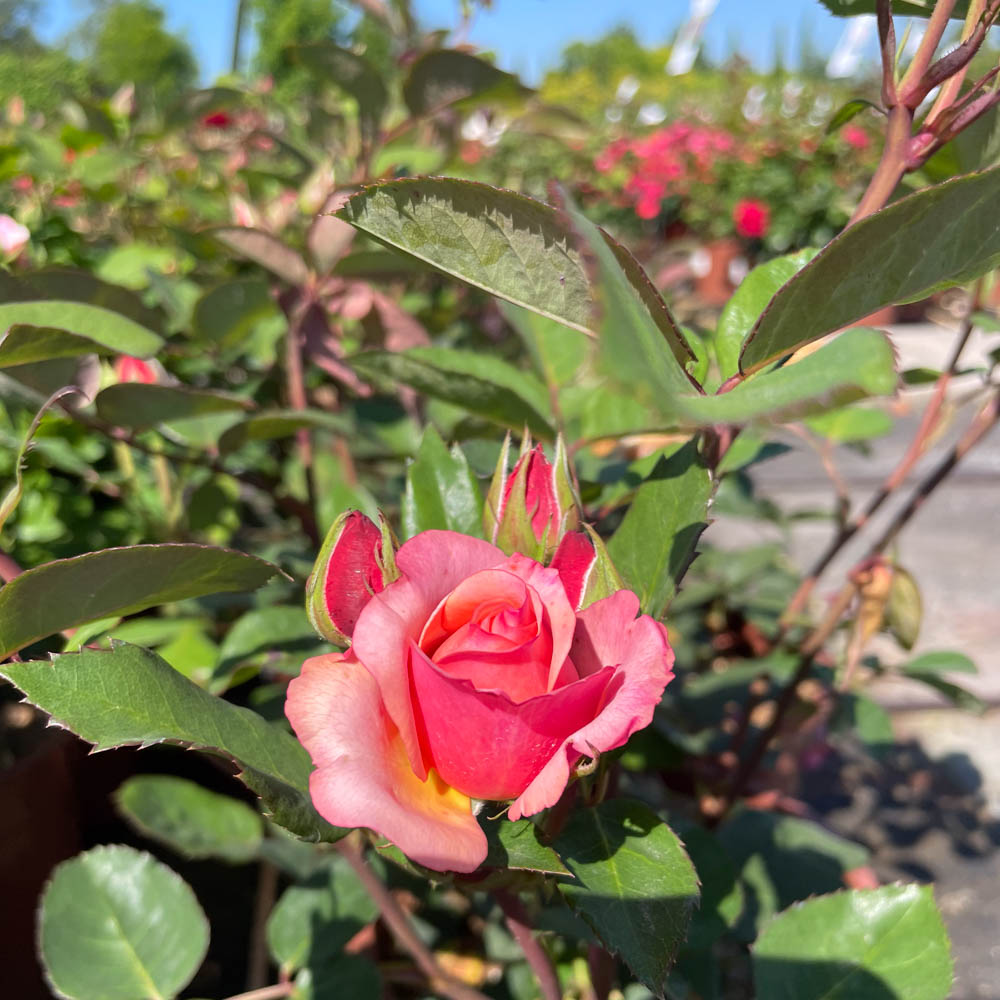 Edelrose 'Saloon' ®