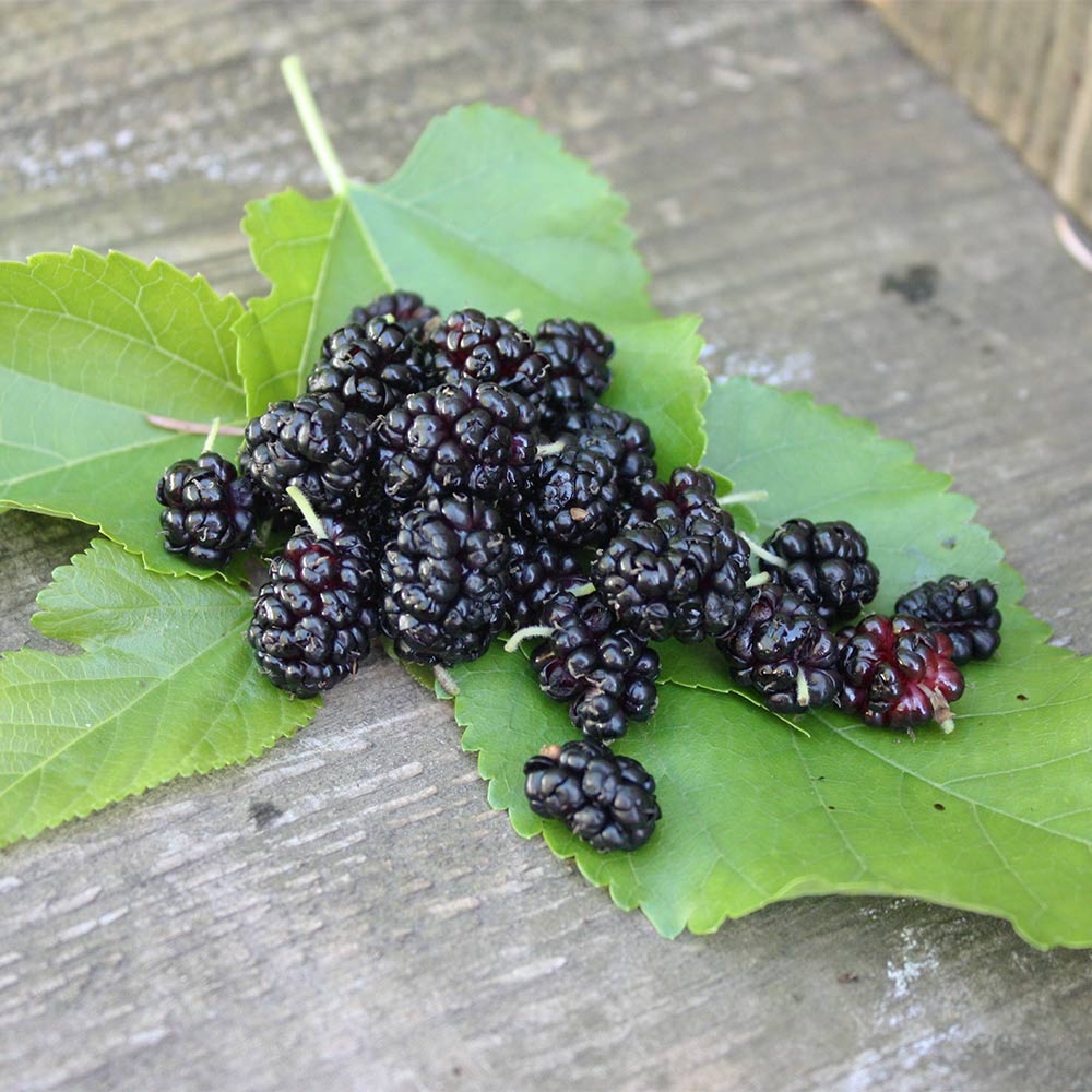 Maulbeere 'Milanowek'