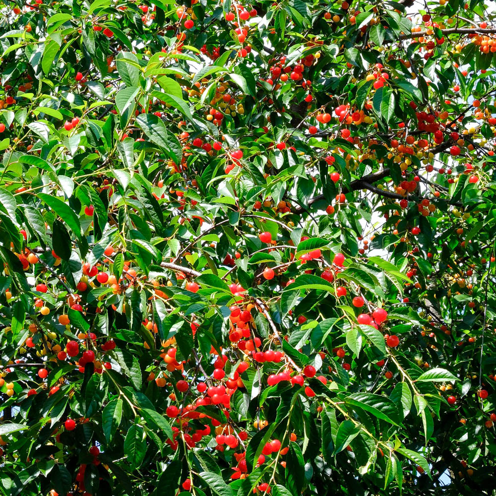 Sauerkirsche 'Königin Hortense'