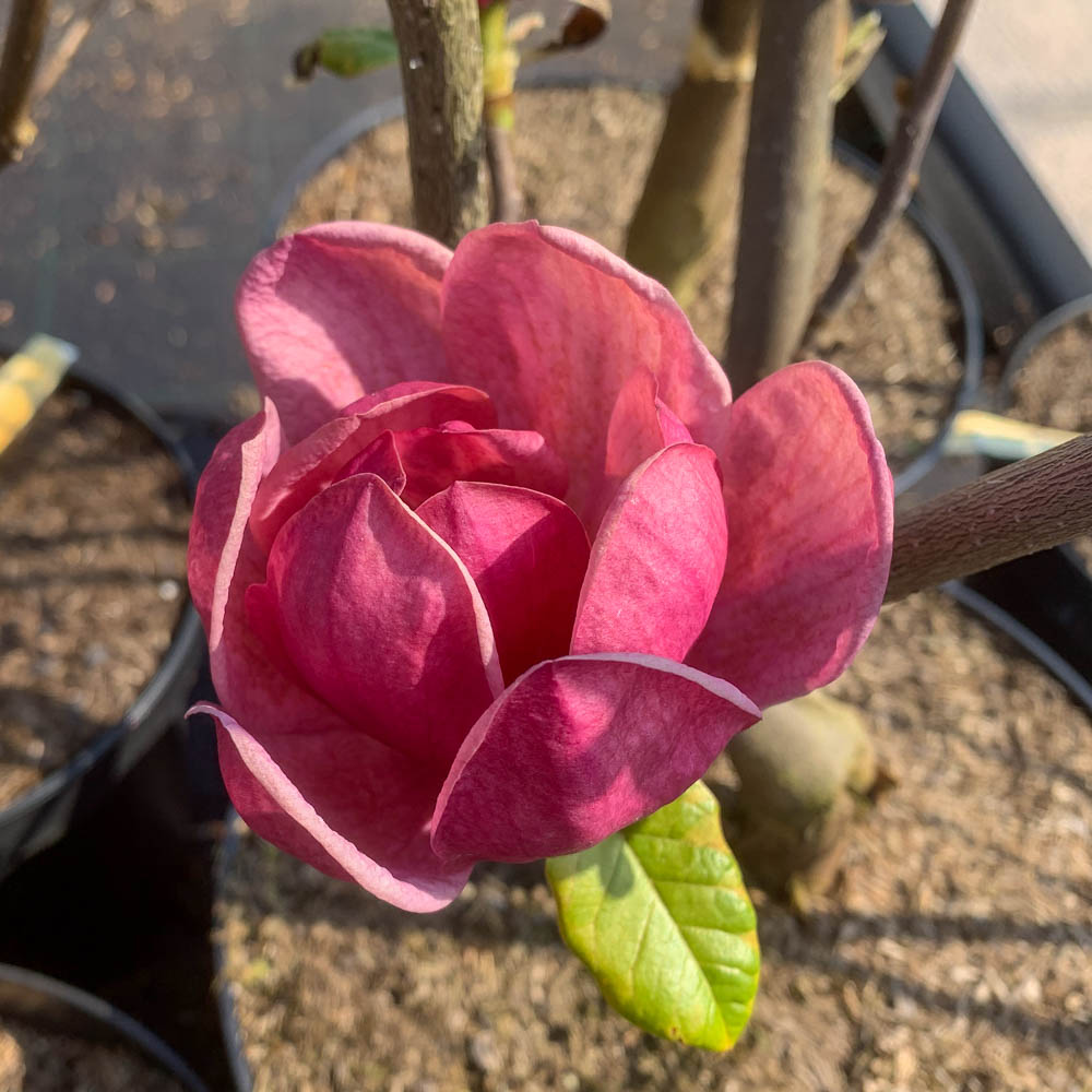 Magnolie 'Black Tulip'