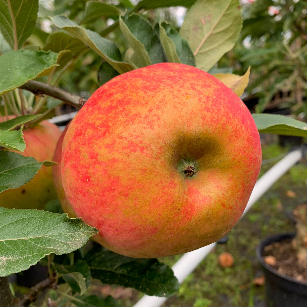 Wellant Apfel 'Wellant'® aromatischer Allergikerapfel | Native Plants ...