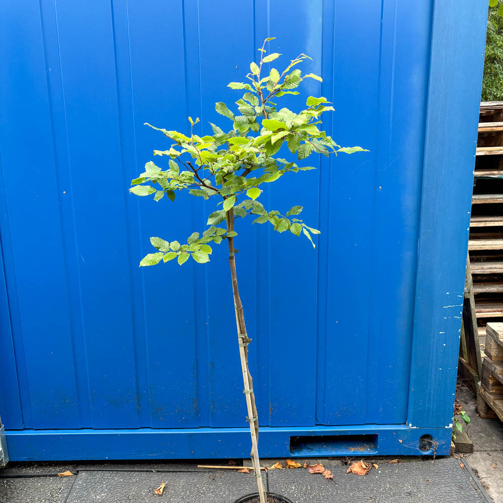 Hainbuche als Stämmchen