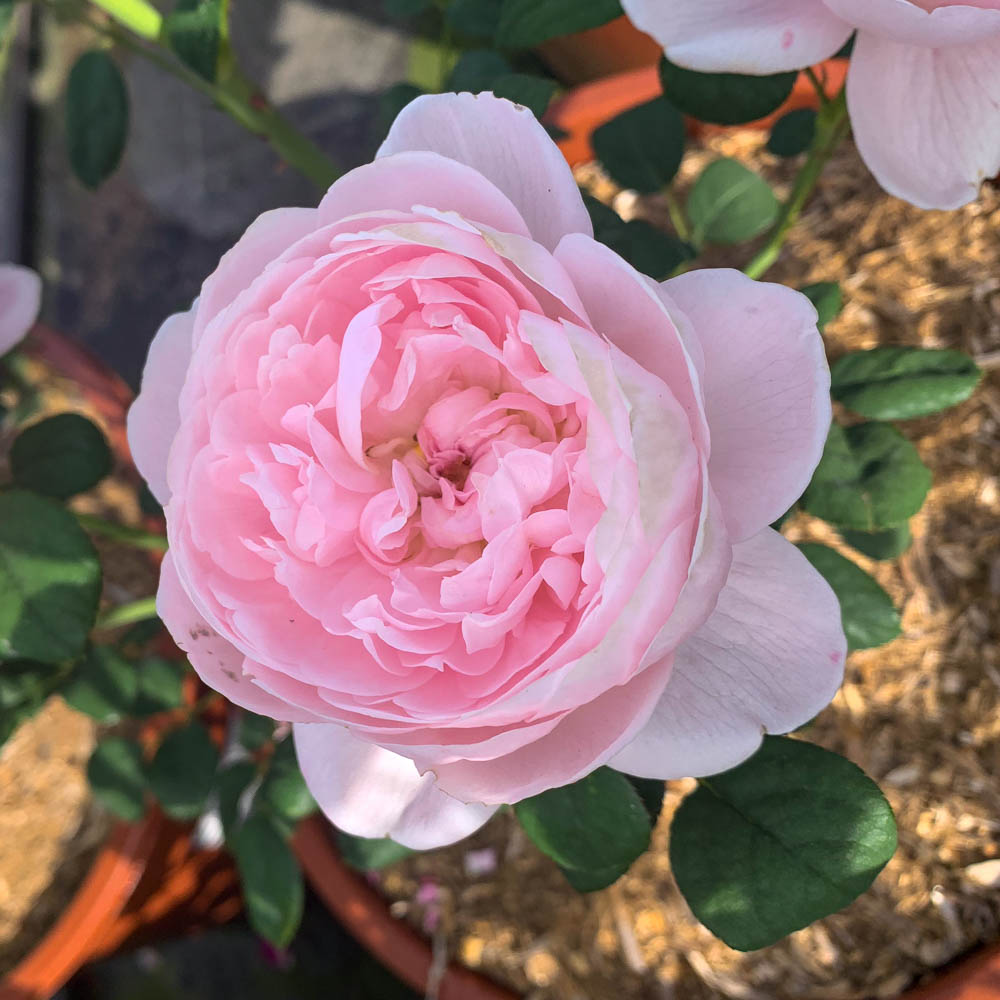 Englische Strauchrose 'Queen of Sweden' ®