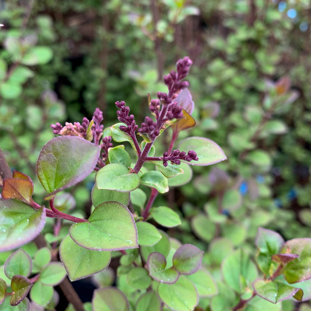 Zwergflieder 'Red Pixie'