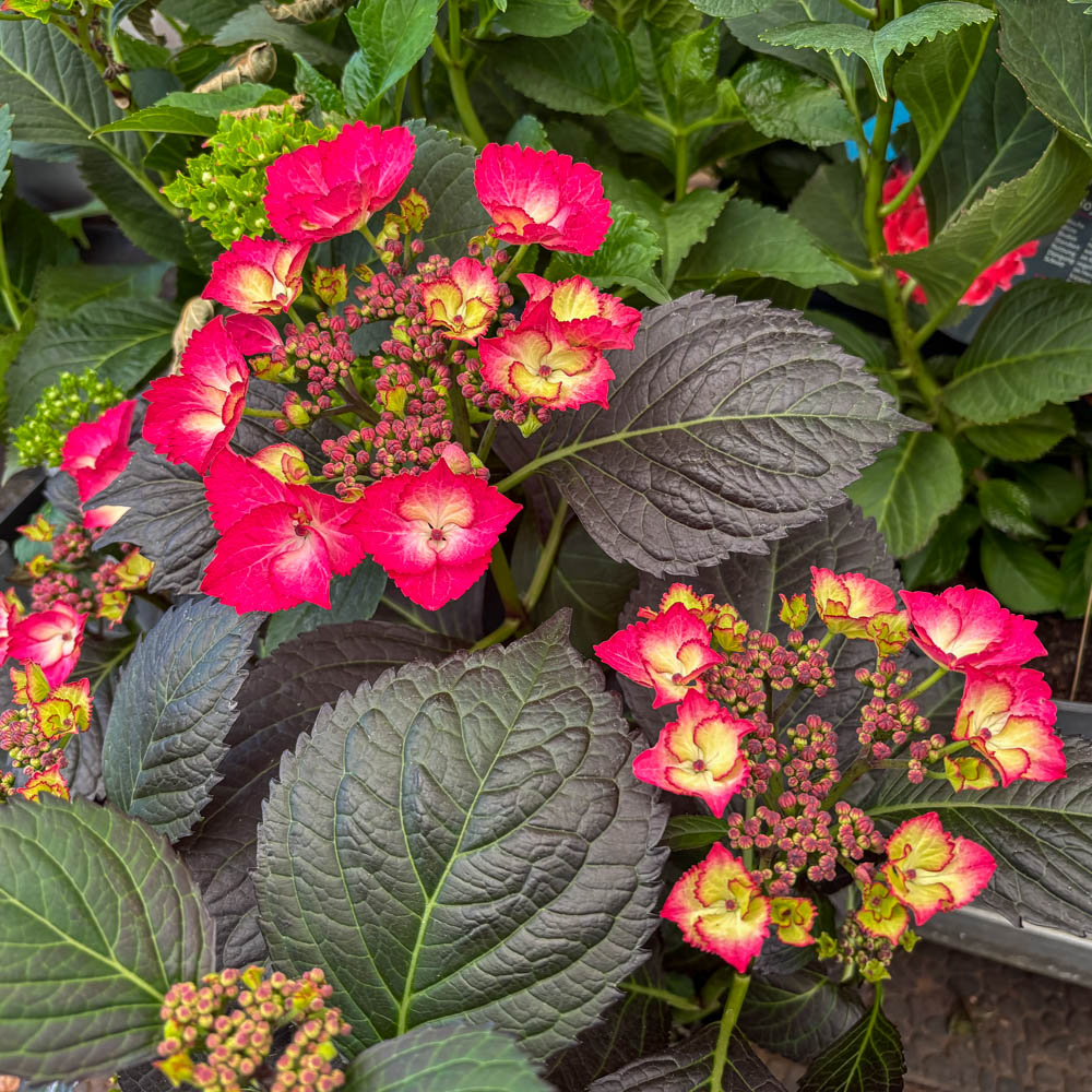 Tellerhortensie 'Daredevil' ®