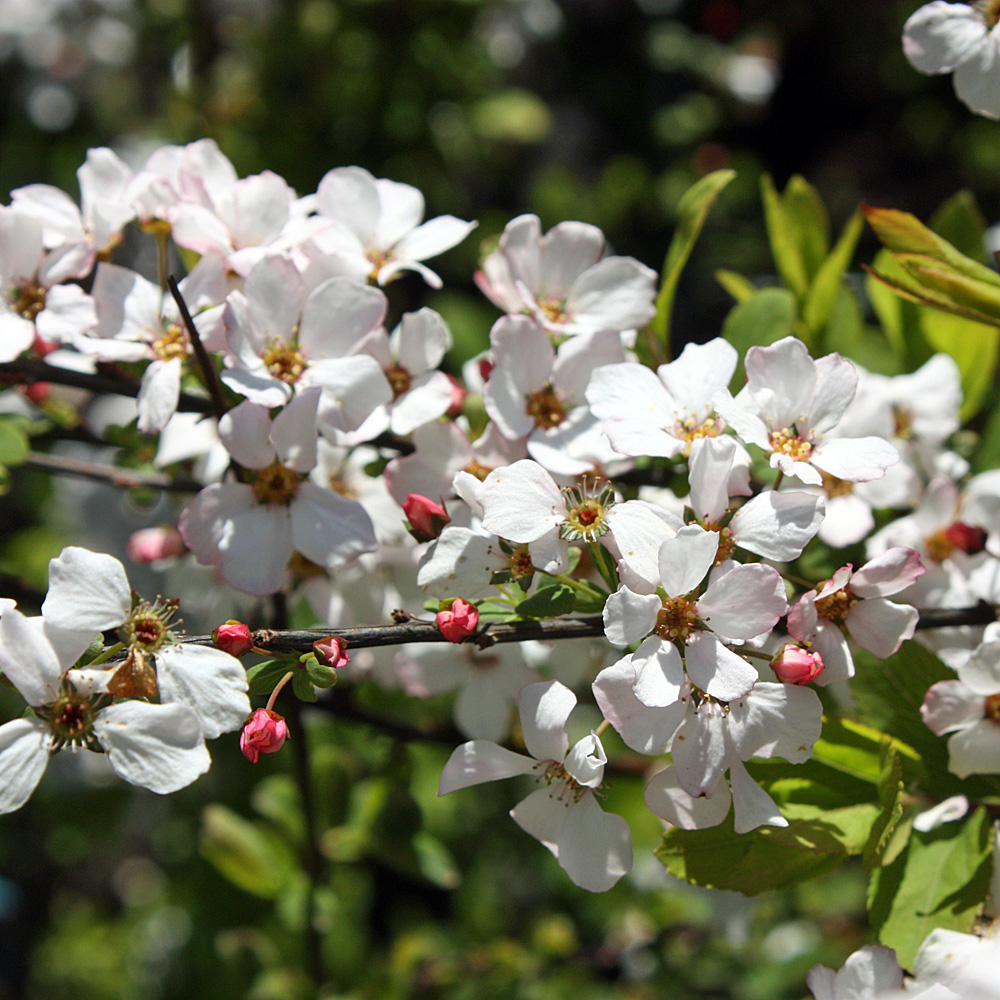 Frühlingsspiere Fujino Pink, Frühling