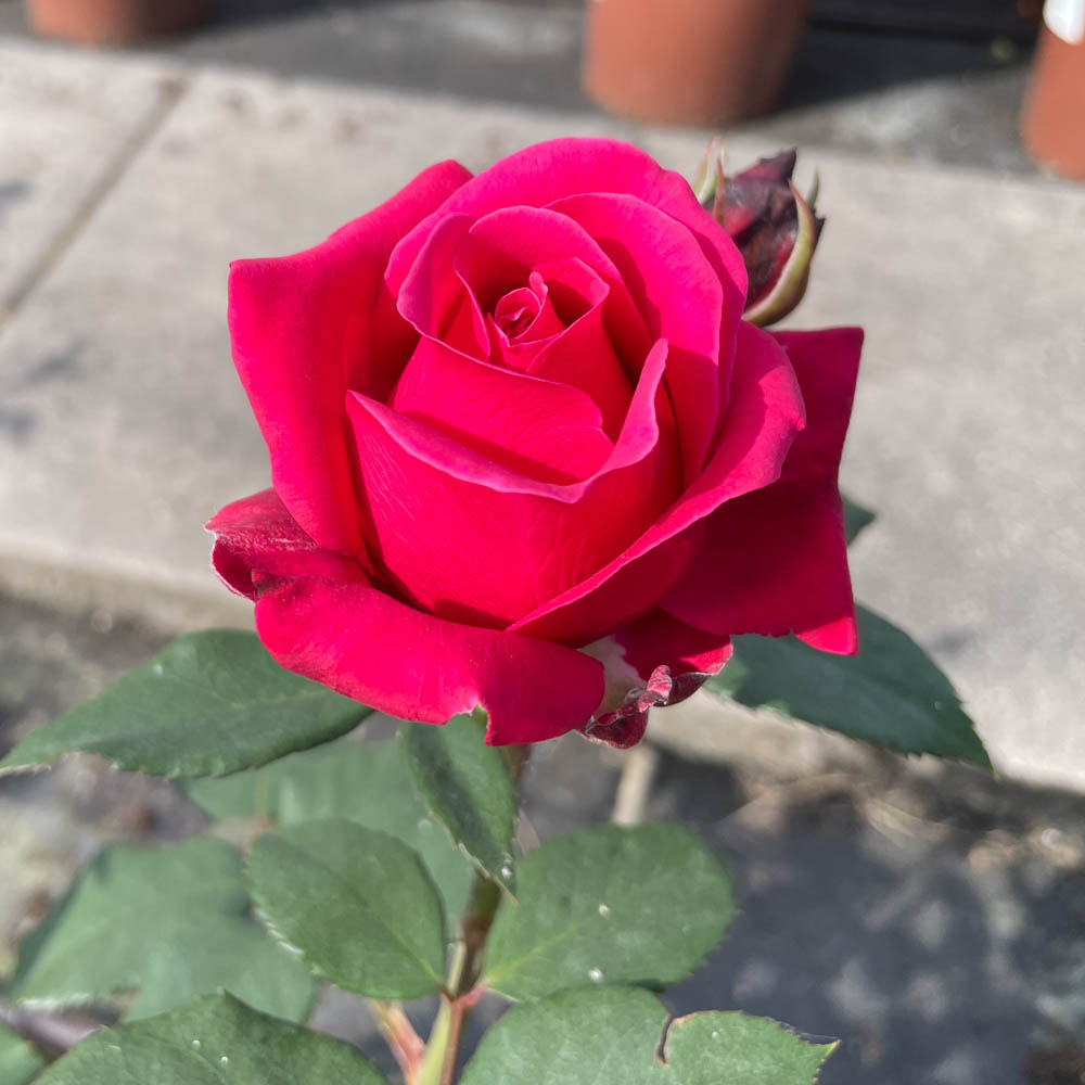 Edelrose 'Charisma' ®