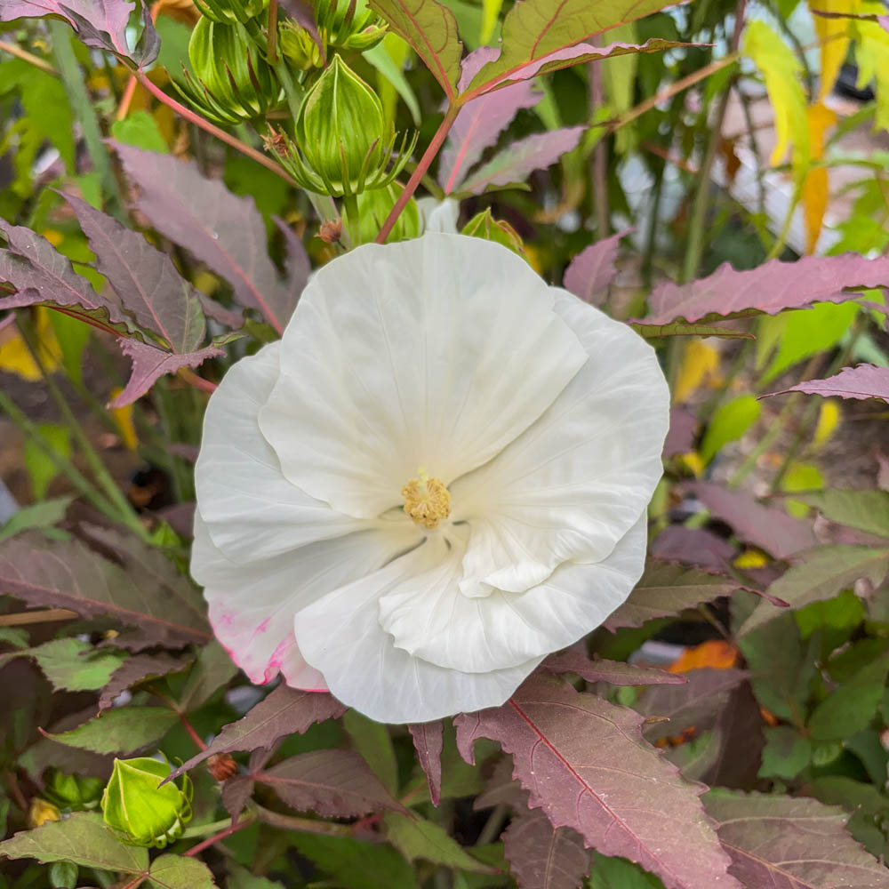 Riesenhibiskus 'Summerific' Cookies and Cream' ®