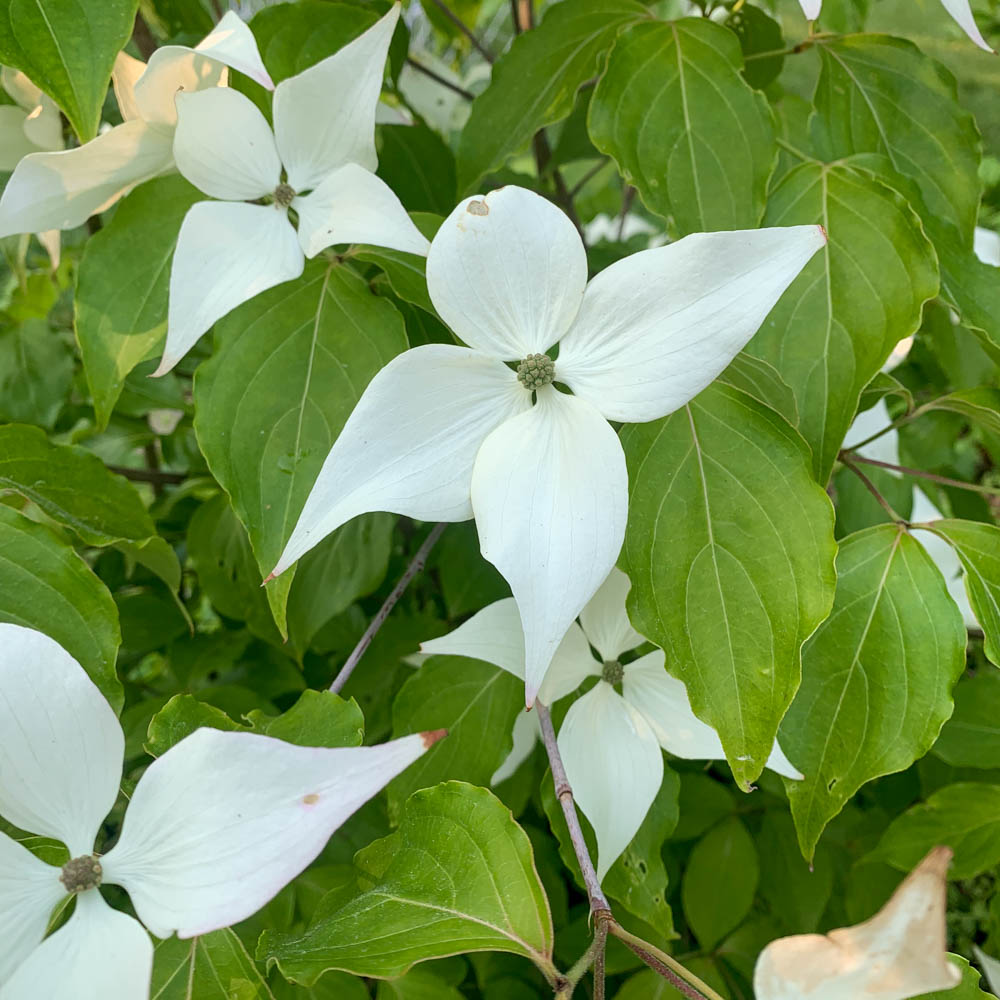 Amerikanischer Blumenhartriegel