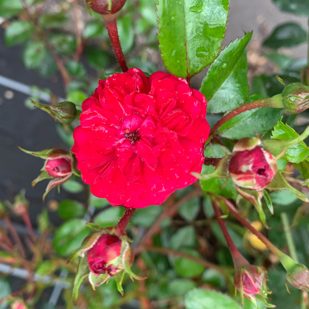 Kletterrose 'Momo'®