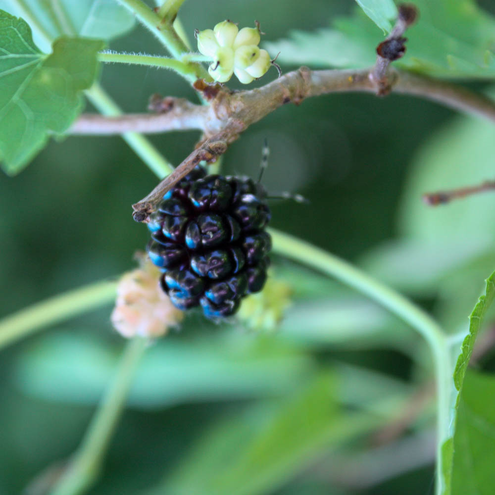 Maulbeere 'Milanowek'