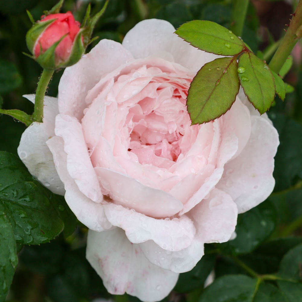 Englische Strauchrose 'Queen of Sweden' ®